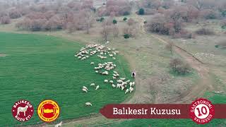 Balıkesir Kuzusu