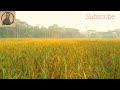 speak english about paddy field ধান ক্ষেত সম্পর্কে ইংরেজিতে কথা বলো paddyfields viralvideo