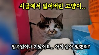 일주일 전 시골에서 고양이를 잃어버렸어요.. (고양이탐정)