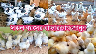 ব্রাহমা মুরগির খামার || বাচ্চার দাম জানুন || Colombian light brhma, dam janum,Sirajganj Ullapara