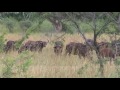 behind the scenes on a buffalo hunt