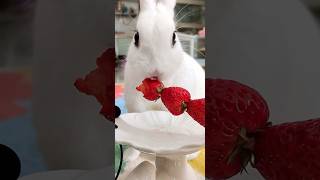 可愛的小白兔有一雙大眼睛吃著草莓。The cute little white rabbit has big eyes and eats strawberries. #cute #bunny#pets