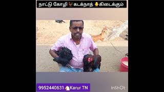 நாட்டு கோழி Kadaknath🐔கிடைக்கும் | 9952440631