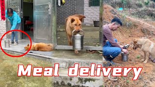 Da Huang brings food to his old father who works in the fields #Smartdog #Realdog