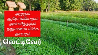 வெட்டிவேர் தரும் அற்புத மருத்துவ பயன்கள் | வெட்டிவேரின் பயன்கள் ‌|வெட்டிவேர் | Vetiver Benefits