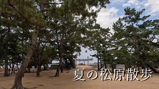 夏の松原散歩 - 香川県さぬき市【津田の松原】Walking Sanuki