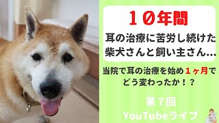 仔犬の頃からの顔の痒みに悩まされた柴犬さん！ビデオオトスコープで大改善！