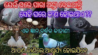 ଯେଉଁ ଘରେ ପାରା ଅଣ୍ଡା ଦେଇଥାନ୍ତି ସେହି ଘରେ କ'ଣ ହୋଇଥାଏ??ଏକ ଜ୍ଞାନ ବର୍ଦ୍ଧକ କାହାଣୀ ନିଶ୍ଚୟ ଶୁଣନ୍ତୁ।