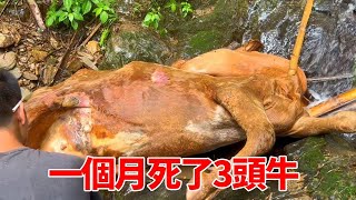 一個月死了3頭牛，養殖風險太大，一年又白乾了【石頭秀】