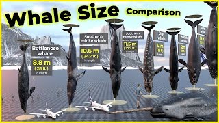 Biggest Whales in the world 🐋 | Blue Whales | Monster Whales