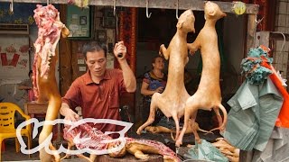 Eating Dogs in China: Dog Days of Yulin (Part 1/2)
