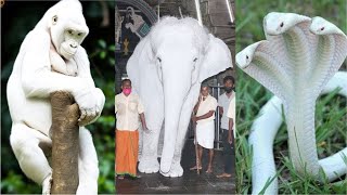 दुनिया के 10 दुर्लभ अल्बिनो सफेद जानवर - Top 10 Rare White Albino Animals in the World