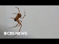 Dead spiders reanimated in Texas lab to become necrobotic grabbers