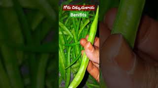 గోరు చిక్కుడుకాయ🫛/watika cluster beans /it uses for pregnant ladies🤰 embryo growth 👶