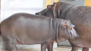 仲良しカバ親子のまんぷく君とミミさん♩とべ動物園にて