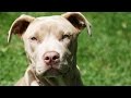 11 Reasons You Should Never Own A Pit Bull