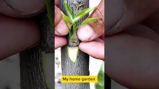 Citrus 🍋🍊 Grafting Tips / Amazing Grafting Fruit Tree.