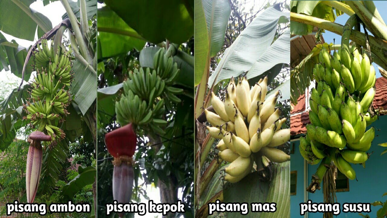 Berbagai Jenis Pisang Yang Tumbuh Dan Berbuah Disekitar Kita || Jenis ...