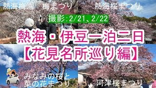 【熱海・伊豆の花見名所を巡る旅】撮影2/21（金）2/22（土）熱海梅園梅まつり/熱海桜まつり/河津桜まつり/みなみの桜と菜の花まつりの開花状況をリポート