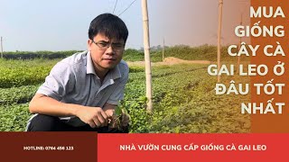 Mua giống cây cà gai leo ở đâu tốt nhất, uy tín, chất lượng? | 0764 456 123