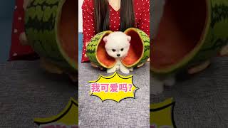 【lovely pet home】我可爱吗#茶杯犬 #萌宠 #狗狗