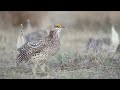 2022 Audubon Photography Awards: Video Category Winner