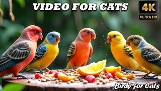 Cat TV for Cats 😺🐦 Birds Chirping \u0026 Squirrels Exploring | 4K HDR Show