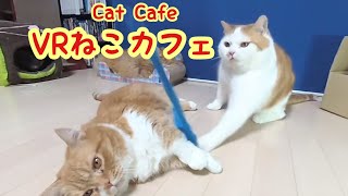 【VR猫カフェ1】Cat Cafe「マンチカンズ」