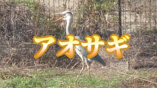 アオサギ（青鷺、蒼鷺、Ardea cinerea)