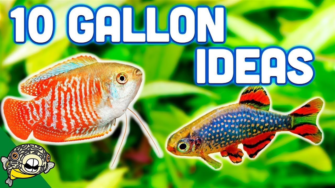 The BEST Ideas For Your 10 Gallon Aquarium - YouTube