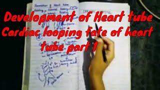 Development of heart tube, Cardiac looping, fate of heart tube (part 1)