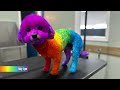 opawz pride contest 2024 creative grooming contest with dog safe pet hair dyes opawz