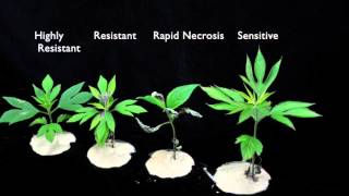 Glyphosate (SOA 9) Sensitive vs Resistant Giant Ragweed #2