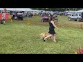 reed u0026 his siblings dog show graham reed