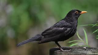 Eurasian Blackbird Call Song Sound   Natural sound of singing birds  1 30 Hour