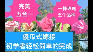 32) [ENG SUB] Beginner: I grafted 5 types of roses on one plant!——Gardening