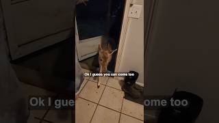 Surprise Visitor During Tornado Warning