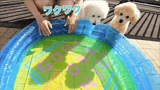 初めてのプールに冷静な犬と暴れる犬【トイプードル】