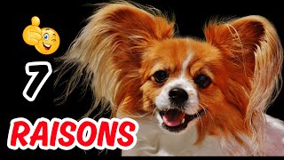 7 Bonnes Raisons D'adopter Un Chien Chihuahua 🔥