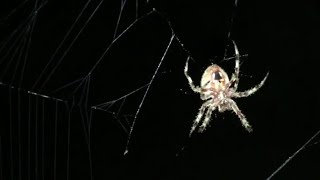 Western Spotted Orbweaver