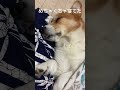 舌出しはレア corgi animal cute dog コーギー コーギー犬 funny 犬のいる暮らし