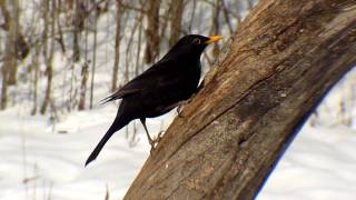 Feketerigó (Common Blackbird)