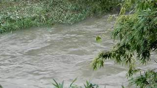 広島市佐伯区八幡川 西広島バイパス美鈴橋 大音響で流れる濁流（Ⅱ）黒い濁流要注意だ！先人が教えてくれる異変を知れ！