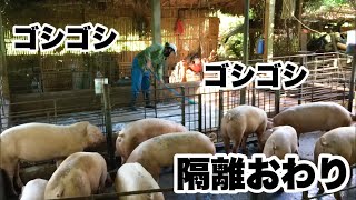 【部屋掃除】子豚の移動の為にブラシでゴシゴシ