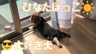 【ビーグル🐶セブ】窓際で日光浴をする可愛い子犬