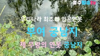 [국내여행] 부여 궁남지 우리나라 최초의 연못