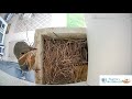 🔴Live Bluebird Nest Cam - Cowbird Lays an Egg in Bluebird Nest 😱