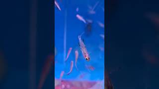 Aquarium Central - Celebes Rainbowfish 🌈