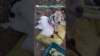 என்ன பாக்குறீங்க #shorts #trending #animals #cat dog comedy #trendingcatdogvideos #youtube #ytshorts