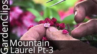 Mountain Laurel - Kalmia Latifolia - Part 3 How to hybridize Kalmia with Dr. Dick Jaynes